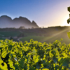 Remhoogte Wine Estate Stellenbosch