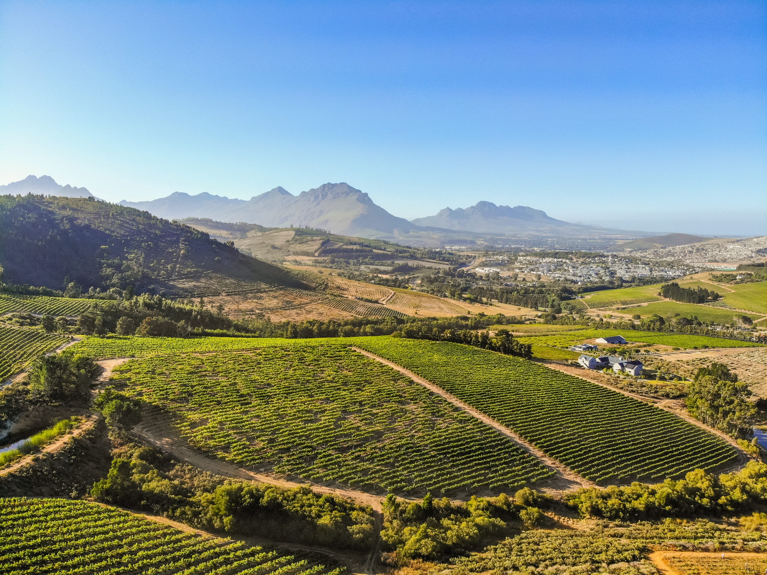 Chronicle Estate Blend 2023 - Image 4