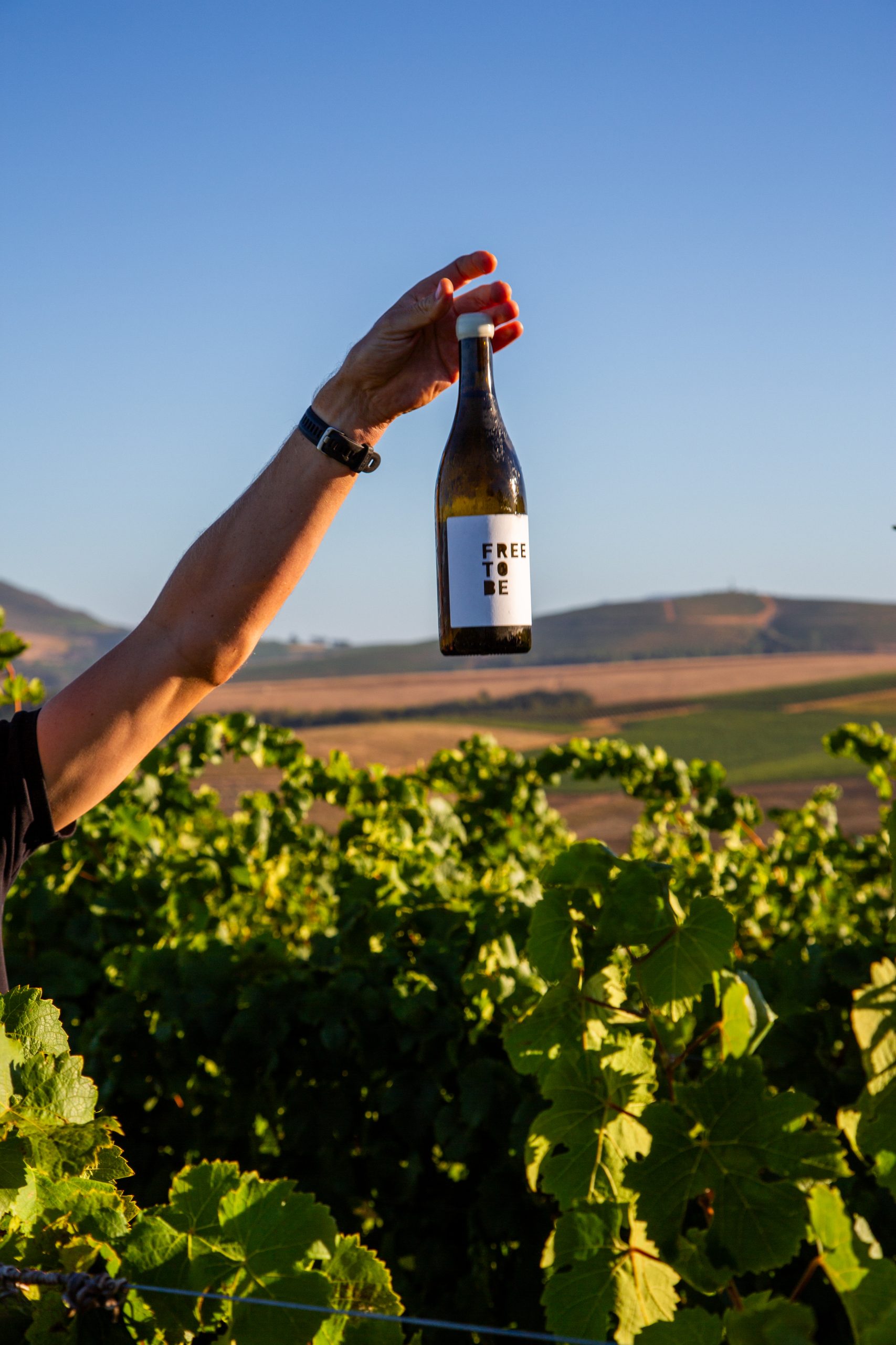 Free to Be Weisser Riesling 2025 - Image 3