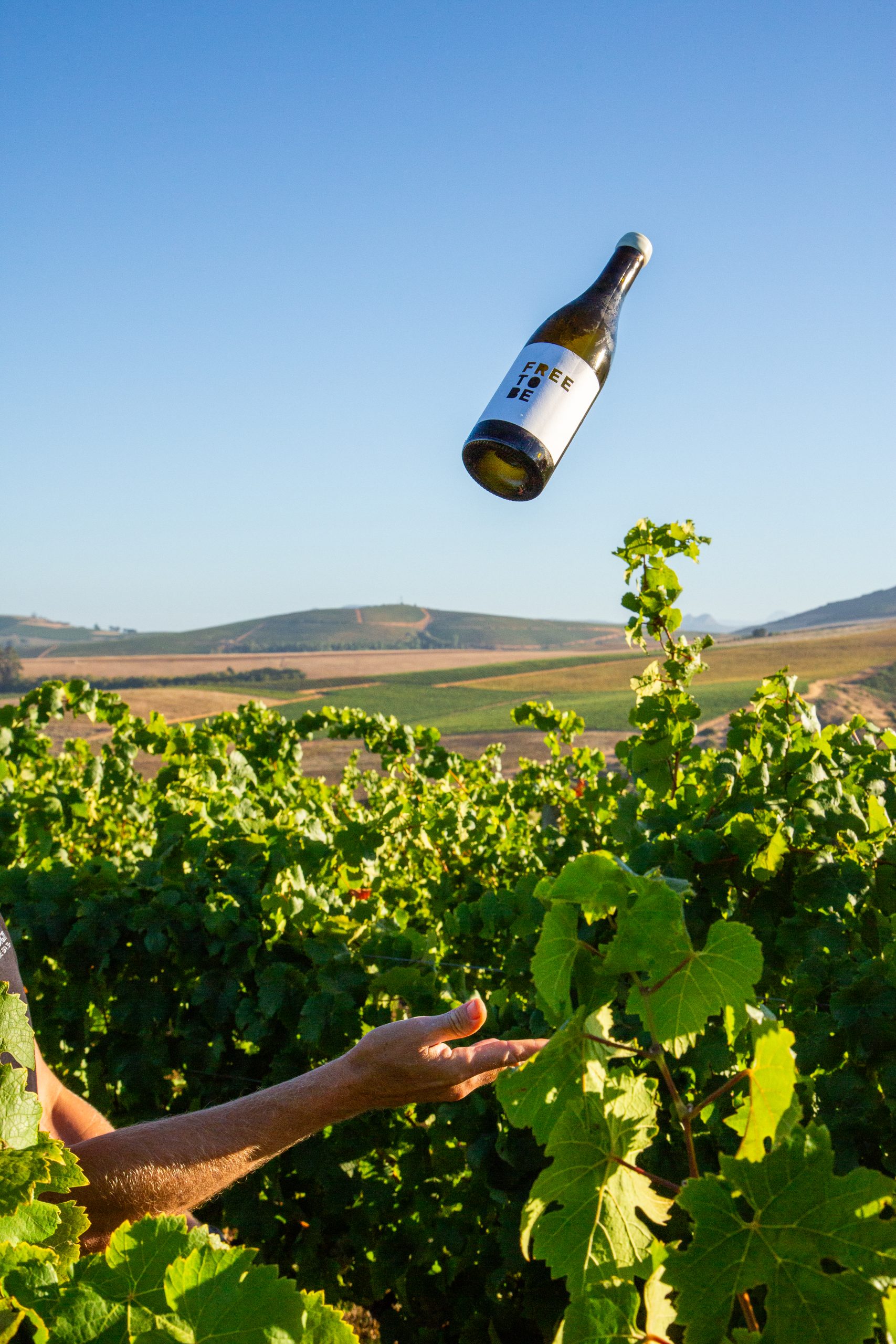 Free to Be Weisser Riesling 2025 - Image 4