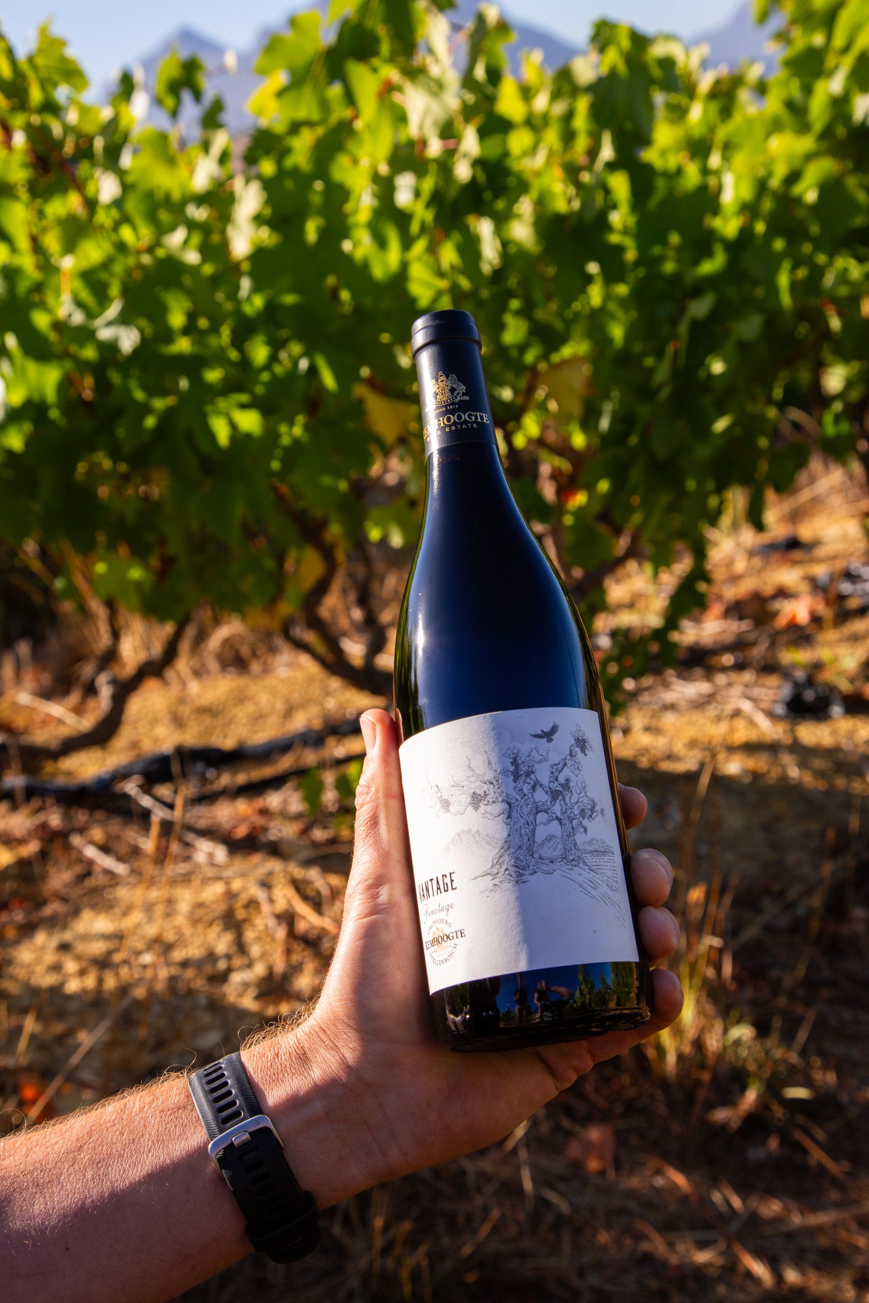Vantage Pinotage 2023 - Image 3