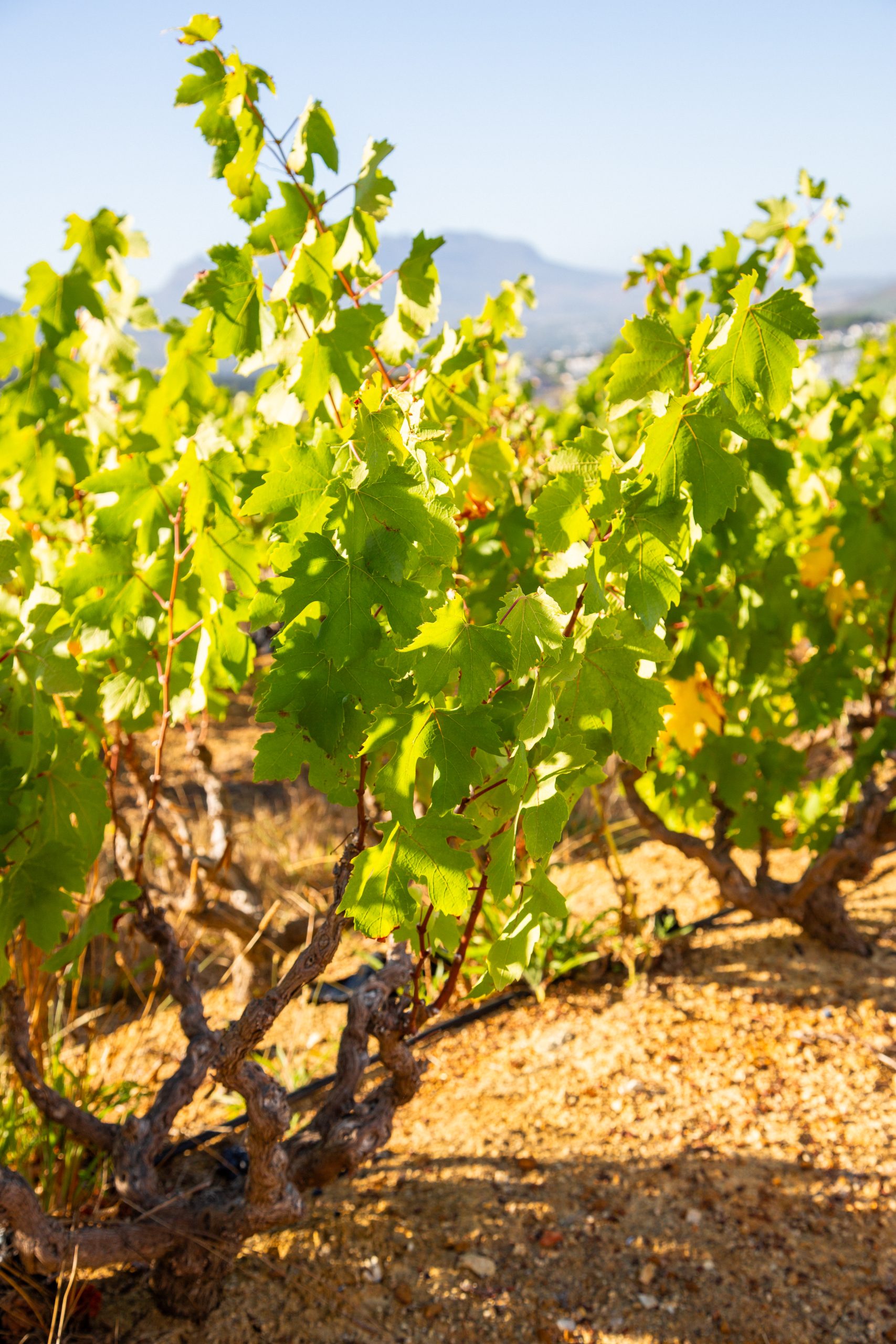 Vantage Pinotage 2023 - Image 4